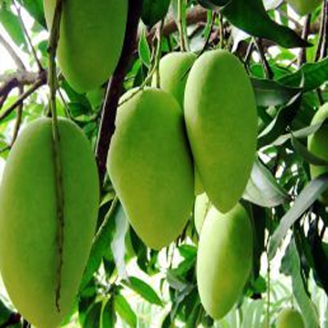 All Time Mango Plant