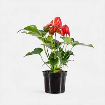 Anthurium Red Plant