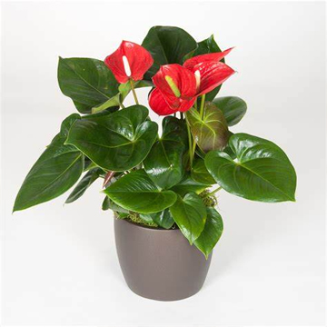 Anthurium Red Plant - Image 2
