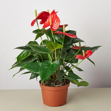 Anthurium Red Plant - Image 3