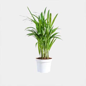 Areca Palm Plant