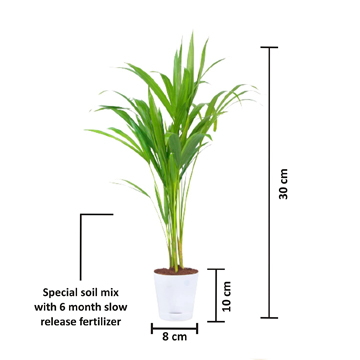 Areca Palm Plant - Image 3
