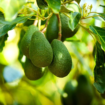 Avocado Grafted Fruit Plant
