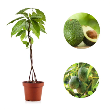 Avocado Grafted Fruit Plant - Image 2