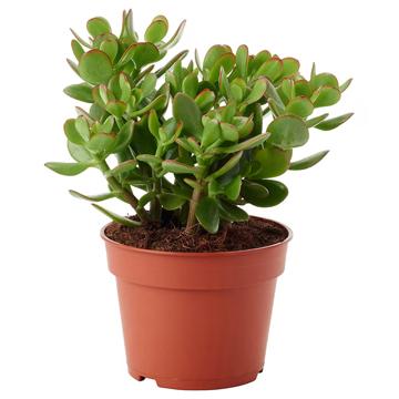 Crassula Ovata - Image 2