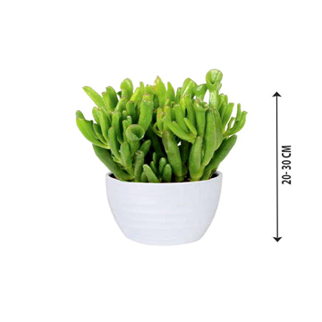 Crassula Ovata - Image 3