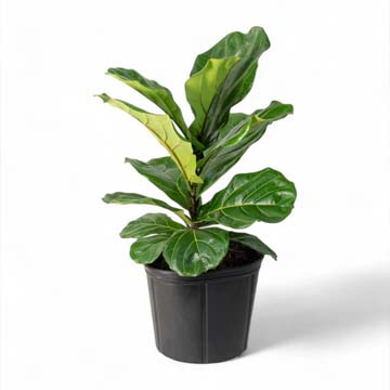 Fiddle Leaf Fig