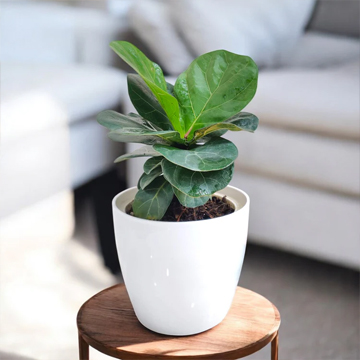 Fiddle Leaf Fig - Image 2