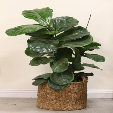 Fiddle Leaf Fig - Image 3