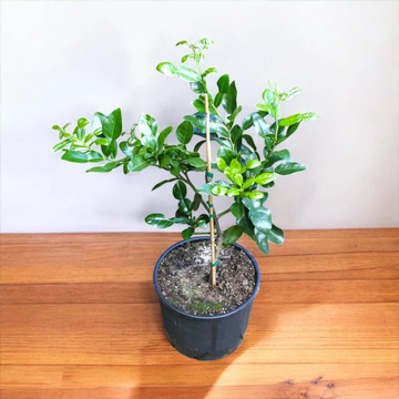 Kaffir Lime Plant - Image 2