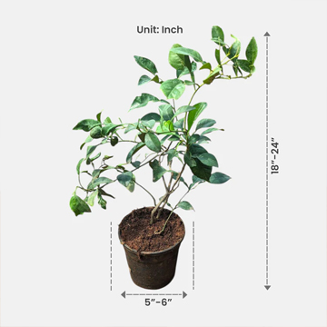 Kaffir Lime Plant - Image 3