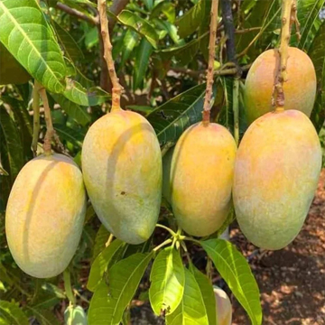 Mango Kesar Plant