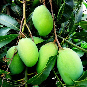Mango Kesar Plant - Image 2