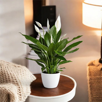 Peace Lily Plant - Spathiphyllum - Image 2