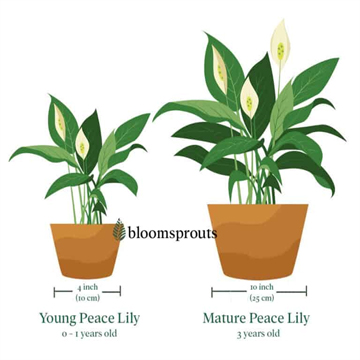 Peace Lily Plant - Spathiphyllum - Image 3