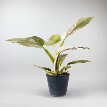 Philodendron White Princess Plant - Image 2