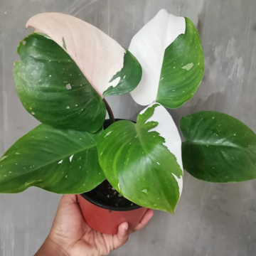 Philodendron White Princess Plant - Image 3