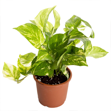 Money Plant - Image 2