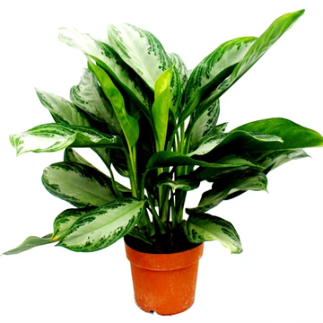Aglaonema Green Plant