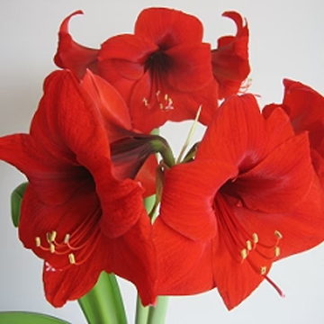Amaryllis Lily Bulb Red