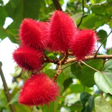 Annatto Plant