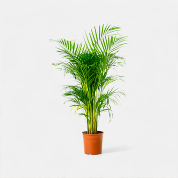 Areca Palm Plant Air Purifier Plants - Image 2