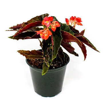 Begonia Pink Long