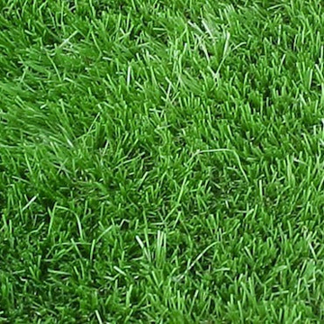 Bermuda Lawn Grass Seeds