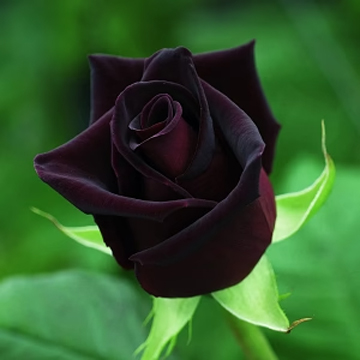 Black Rose Seeds
