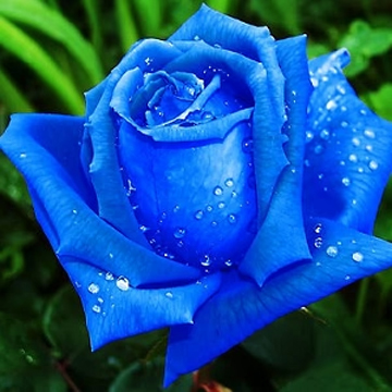 Blue Rose Seeds