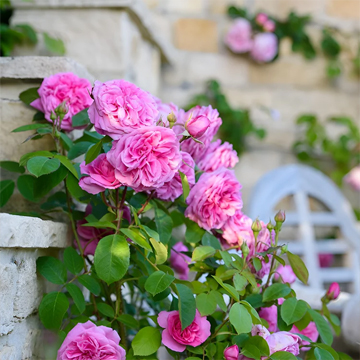 Climbing Rose Plant