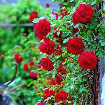 Climbing Rose Red Seeds