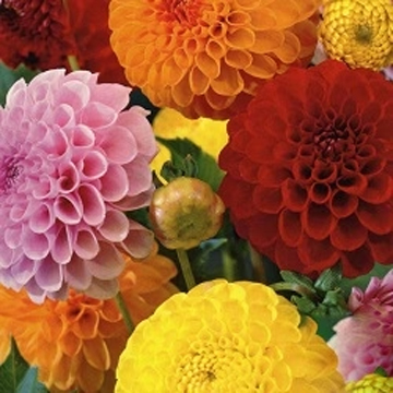 Dahlia Bulbs, Mix Color