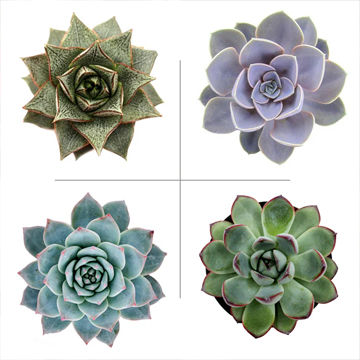 Echeveria Plant Pack