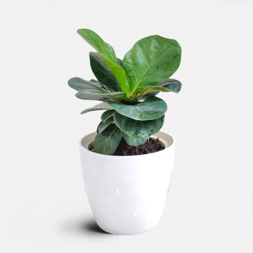 Fiddle Leaf Fig (Ficus Lyrata) Plant - Image 2