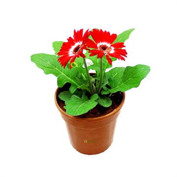 Gerbera Red Plant