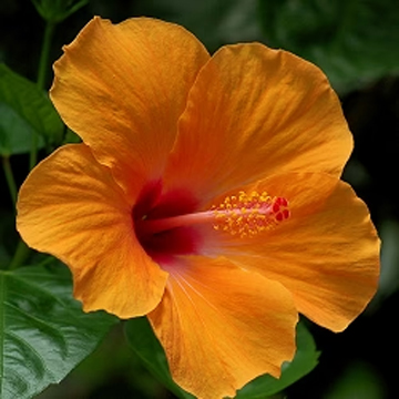 Hibiscus Orange Plant