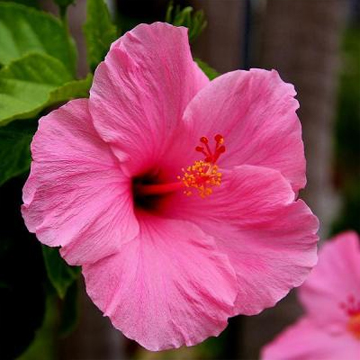 Hibiscus Pink Plant