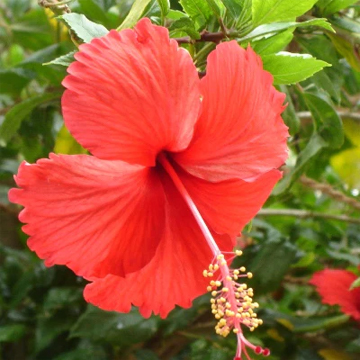 Hibiscus Red Plant