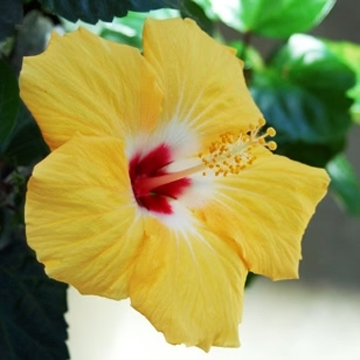 Hibiscus Yellow Plant
