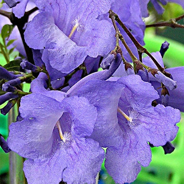 Jacaranta Plant