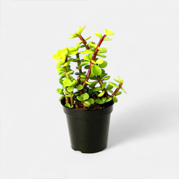Jade Plant - Indoor Good Luck Succulent - Image 3