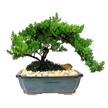 Juniper Bonsai Plant