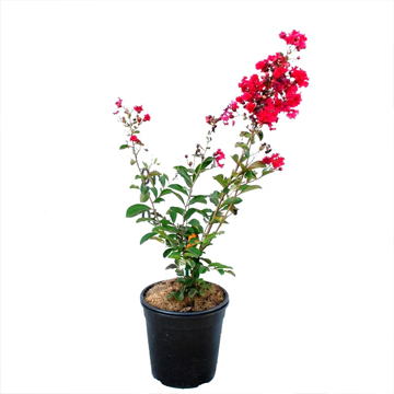 Lagerstroemia Indica Red Plant