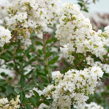 Lagerstroemia Indica White Plant