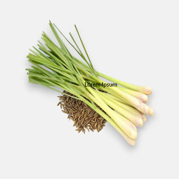 Lemon Grass Seed