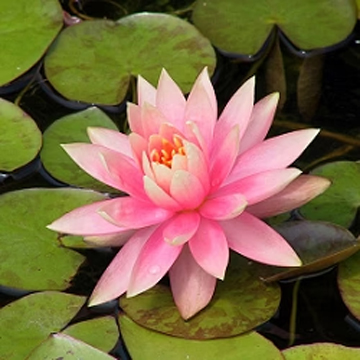 Lotus Pink Plant