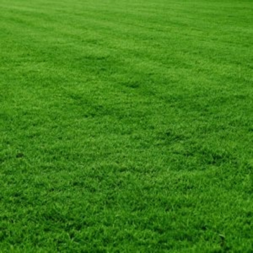 Mexican Lawn Grass Seeds