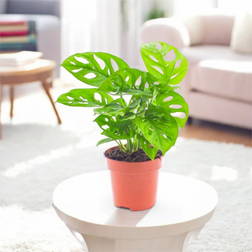 Monstera Creeper Plant