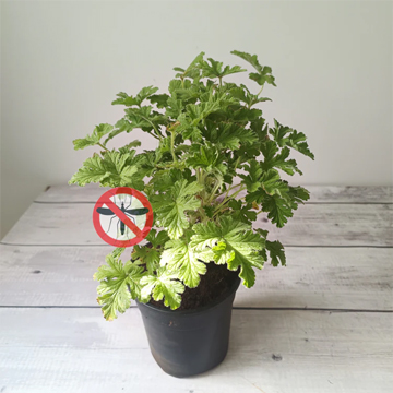 Odomos Plant - Image 3